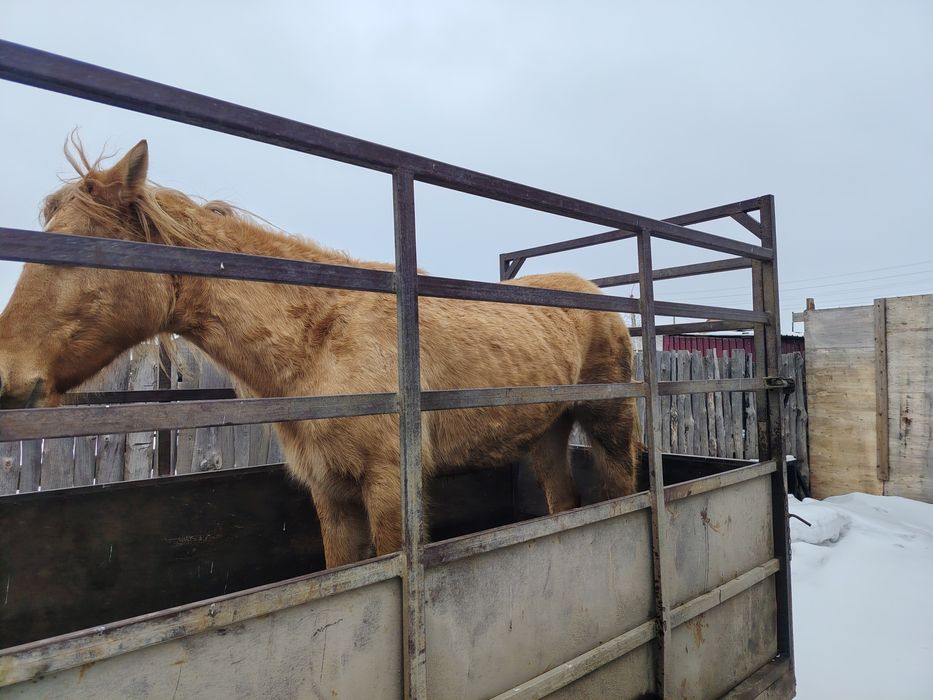 Продам Байтал с откорма