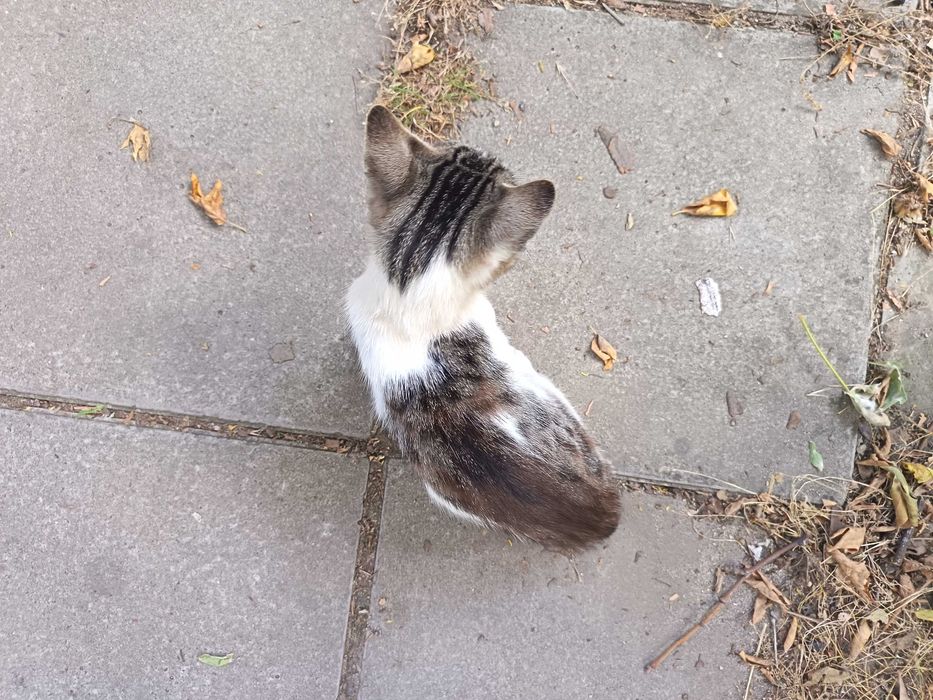 Коте Бамби чака своя осиновител