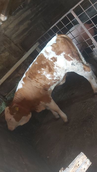 De vanzare vitea baltata