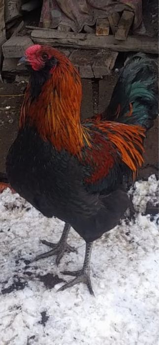 Амераукан петух 6500