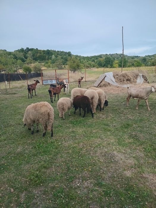 Vând oi lot complet – 1 berbec, 4 oi și 2 mieluțe
