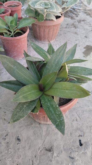 Xxona gullari tayyor tuvakkga utqazilgan