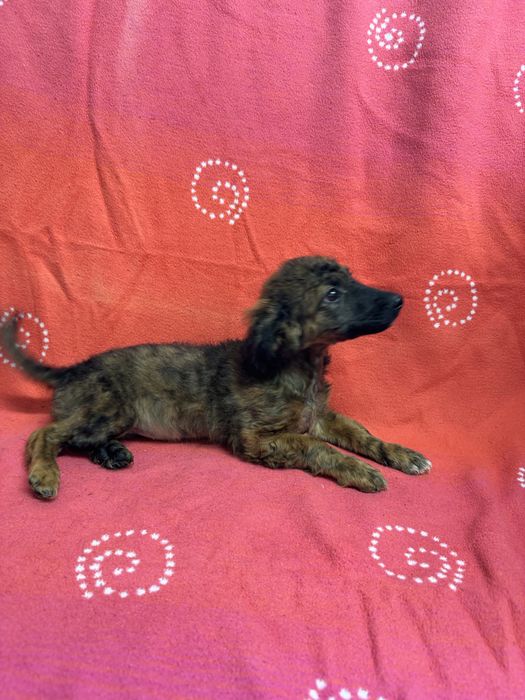 Donatie catelusa  talie mica