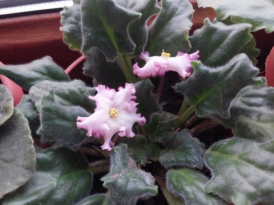 продам цветы -фиалки