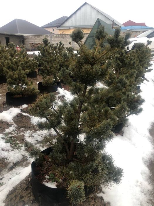 Пятихвойная сосна