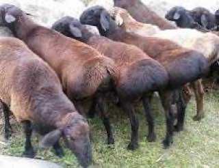 Қўй, қўчқор, qo'y, qo'chqor, qoy, qochqor