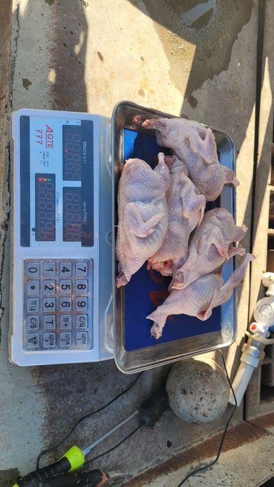 Бедана гушти бор кг 80 000 сумдан