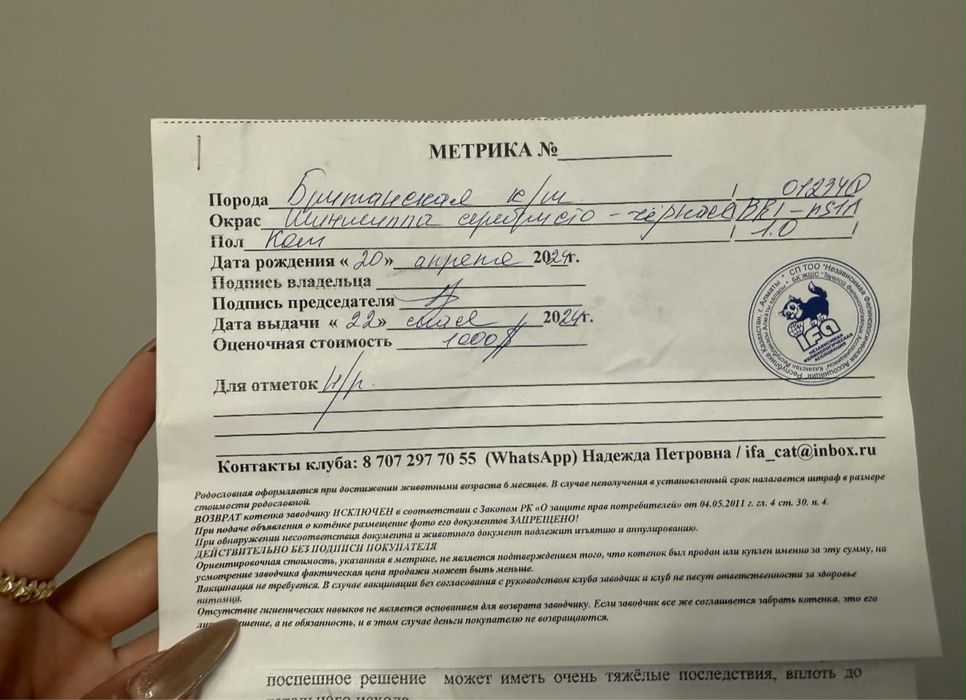 Продам кота британская шиншилла