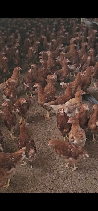 Цыплята несушки Ломан Браун