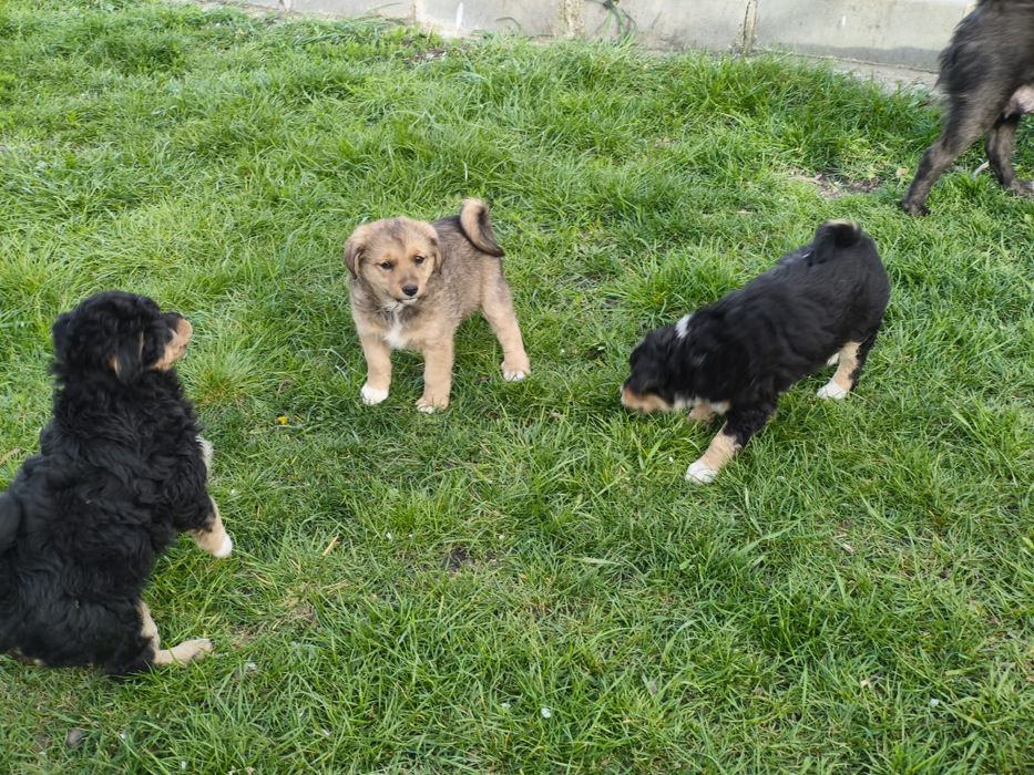 Cățeluși talie mica