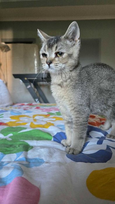 Британски котета,Британска котка