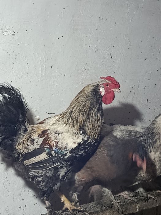 Петушки молодые.