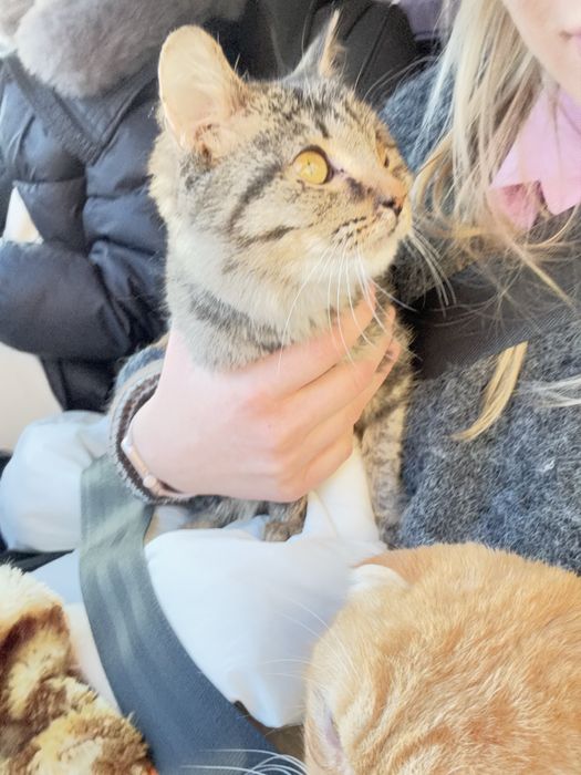 Ласковый котенок девочка 2.5 месяца