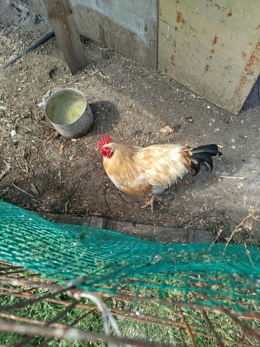 Продам курей и петуха