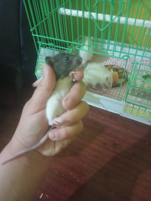 Животные Крысы Грызуны