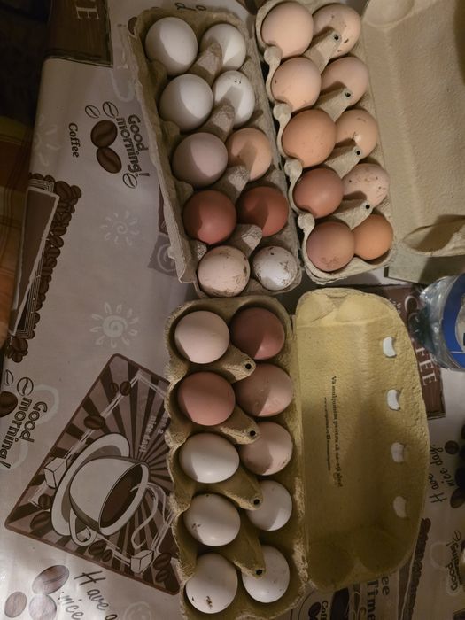 Oua proaspete de la gaini de casa.