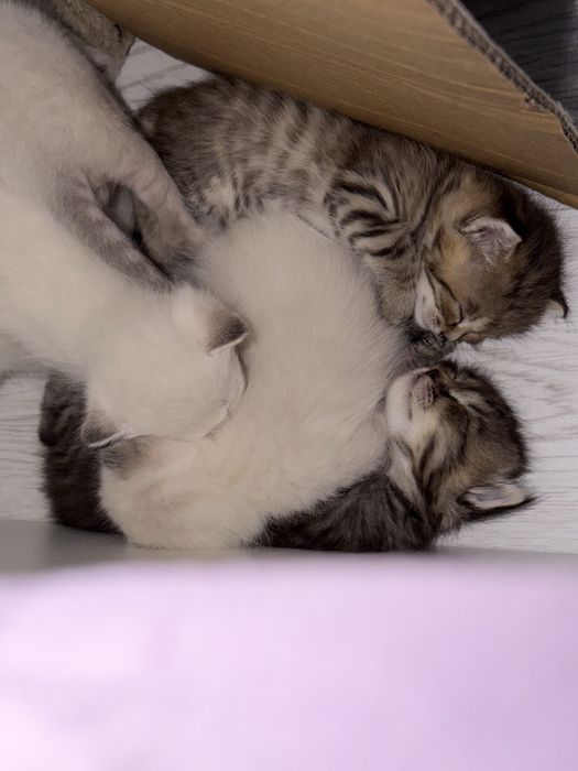 Кошки приученые
