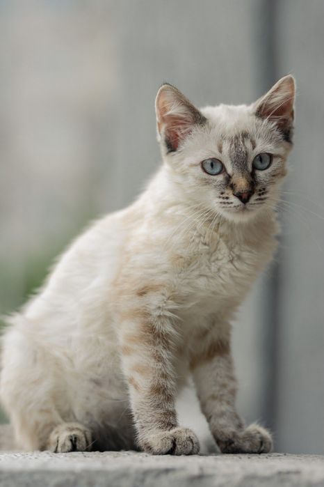 Котенок ищет любящую семью