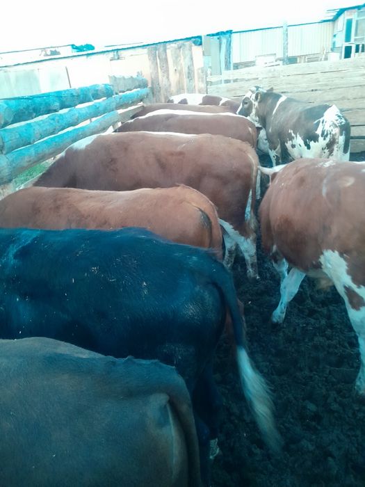 Продам бычков полторашки