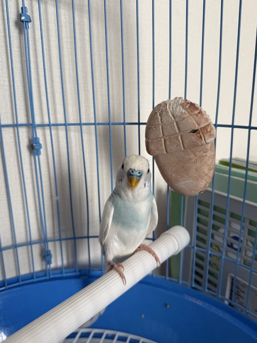 Волнистый попугай