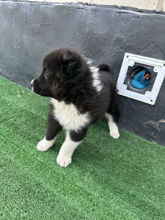 Щенок отдам в хорошие руки,