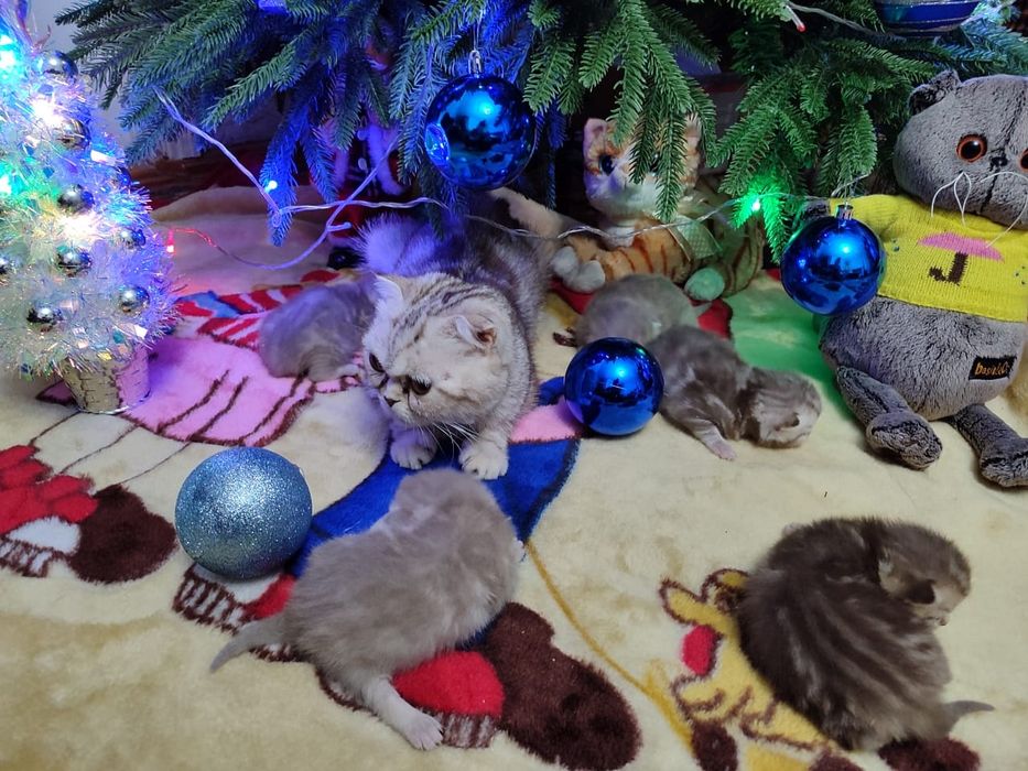 Продаются шотландские котята