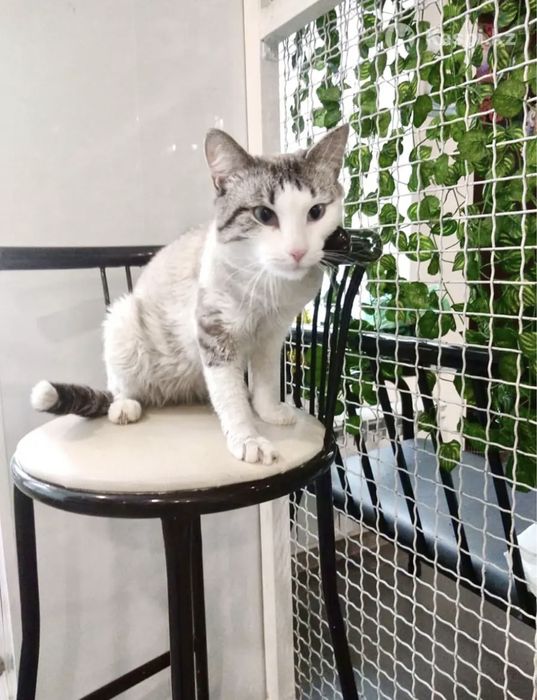 Кот (2,3года) в надежные руки