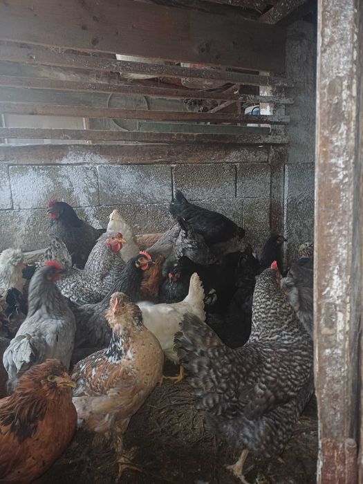 Oua incubat gaini de casă