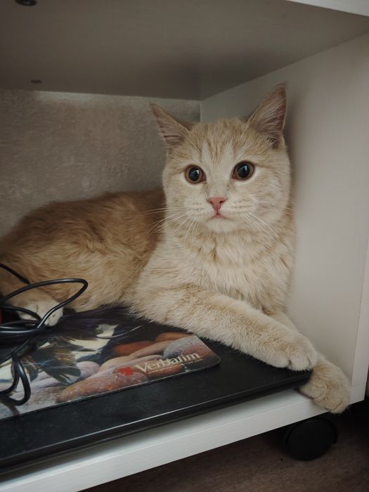 Срочно отдам котика