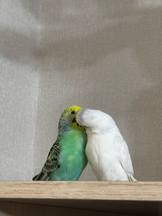 Папугай пара 13000