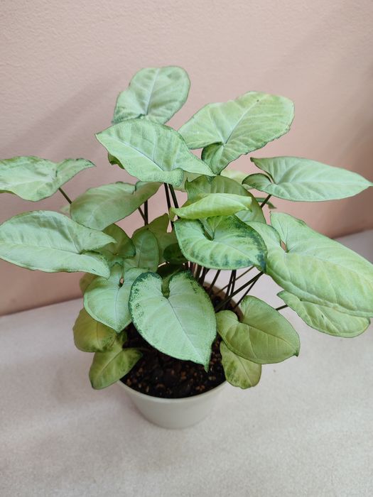 Цветы комнатные ухоженные