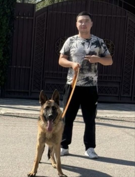 Немецкая Овчарка 2 года кобель