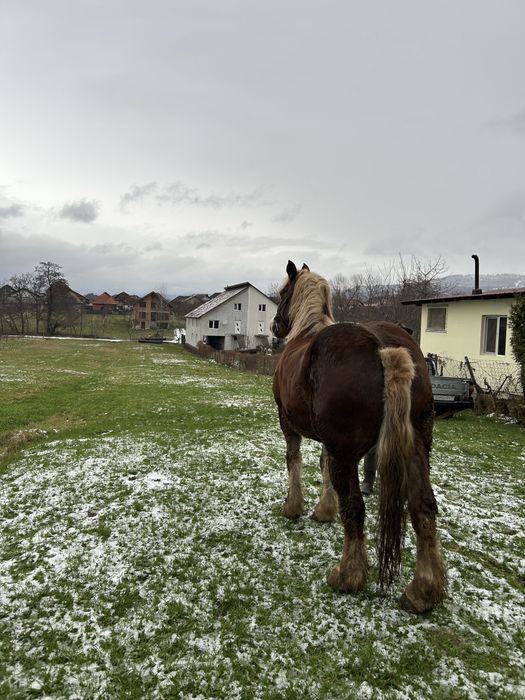 De vanzare cal cuminte