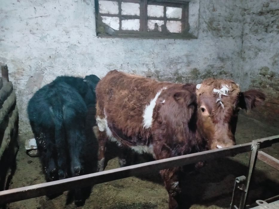 Бычок сатылады 1 жасар