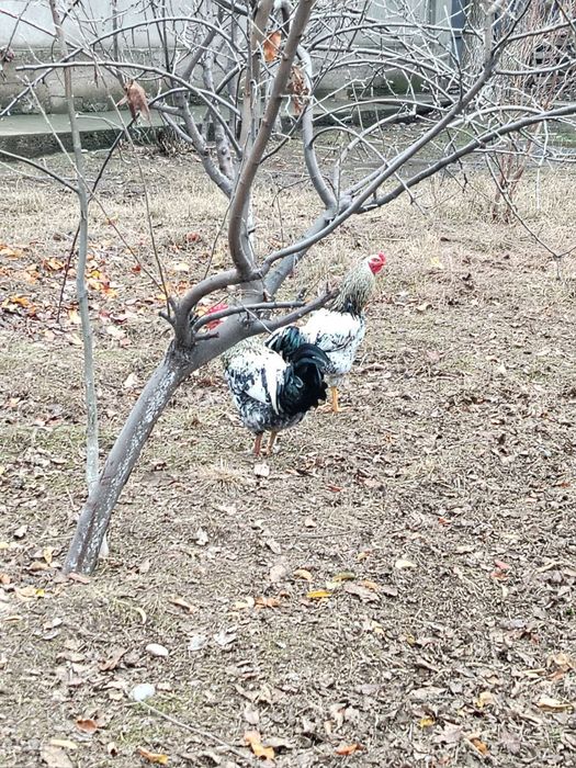 Xoroz 6 oylik Дамашний