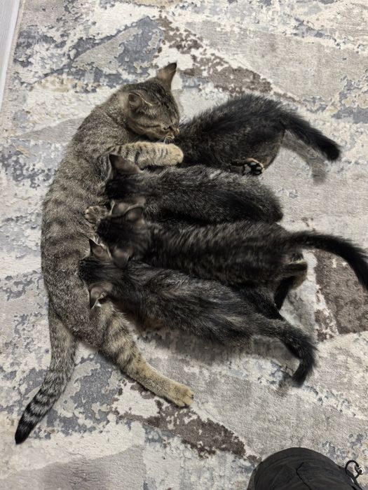 Отдам даром котят в добрые руки. 2 месяца. Доставка по Ташкенту