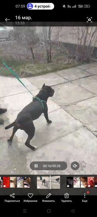 Продам кобеля питбуля