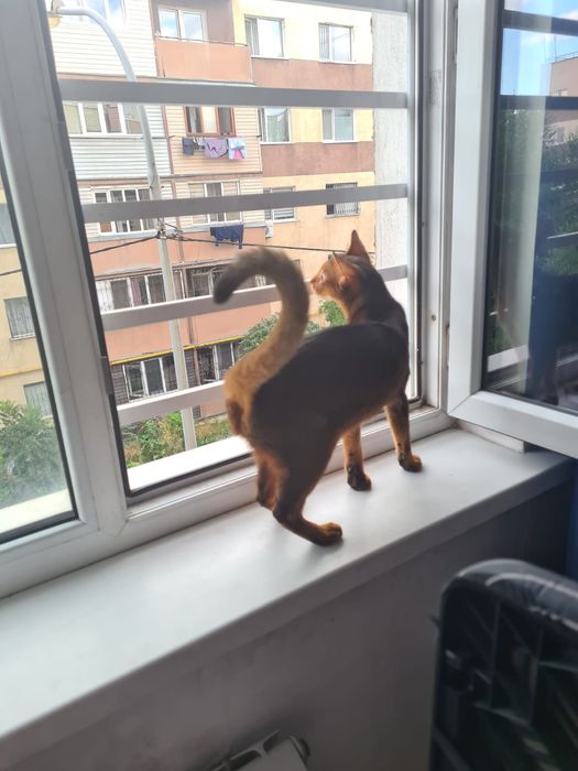 Кот, кастрирован, с документами