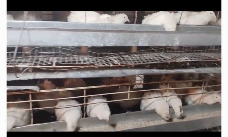 Бедана техас гиган привазной расия  зотидан инкубацыон тухум ва жо