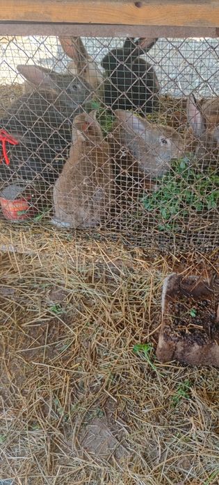 Vând iepuri pentru Paști, de 3 luni de zile