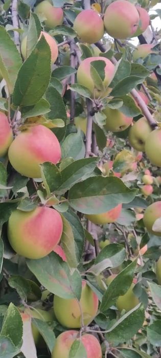 Домашний яблочный уксус