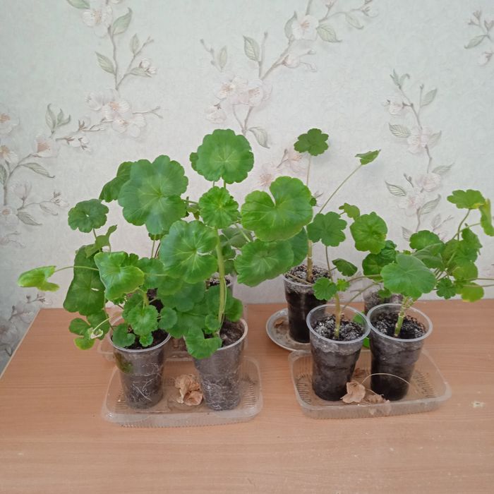 Герань цвет сюрприз