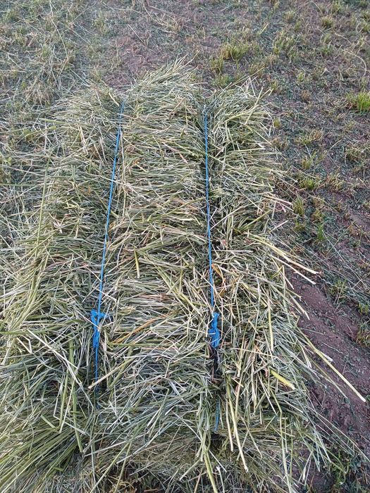 Vând baloți de lucernă, otavă și fân.