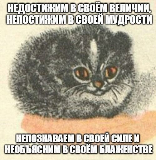Котята слишком милые!