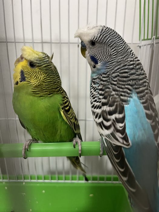 Vand papagali perusi