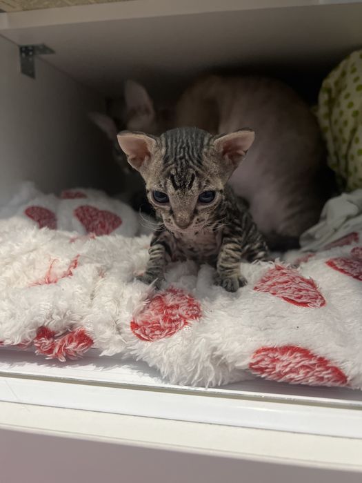 котенок девочка, порода велюровый сфинкс