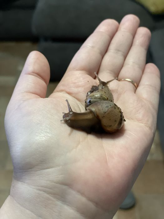 Улитки Ахатины. Есть разного размера