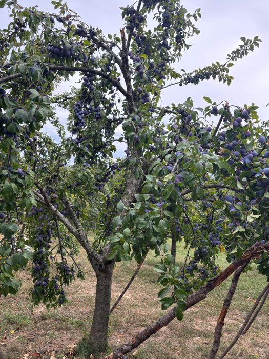Vând Prune Anașpet