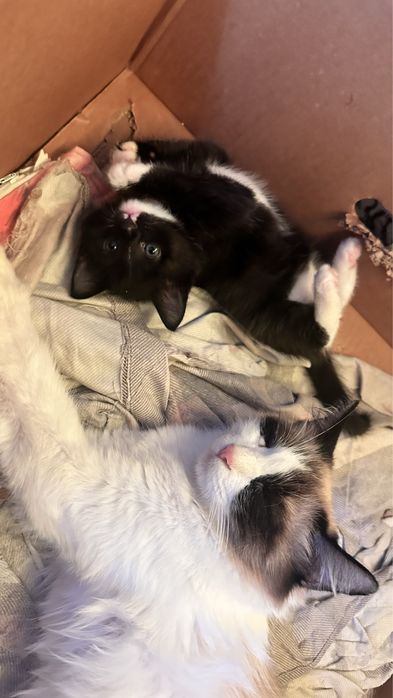 Котята продаются