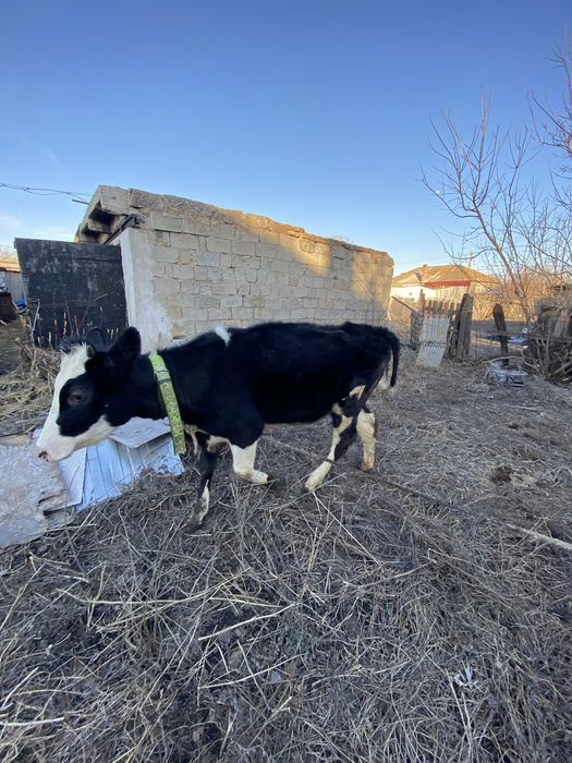Продам телочку 12 месяцев